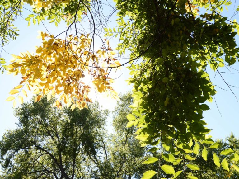 Looking up towards the blue sky through a smattering of tree branches with yellow and green leaves
