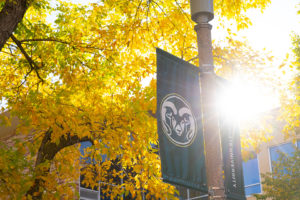 Yellow fall leaves with the sun shining through, surrounding a CSU Rams head banner